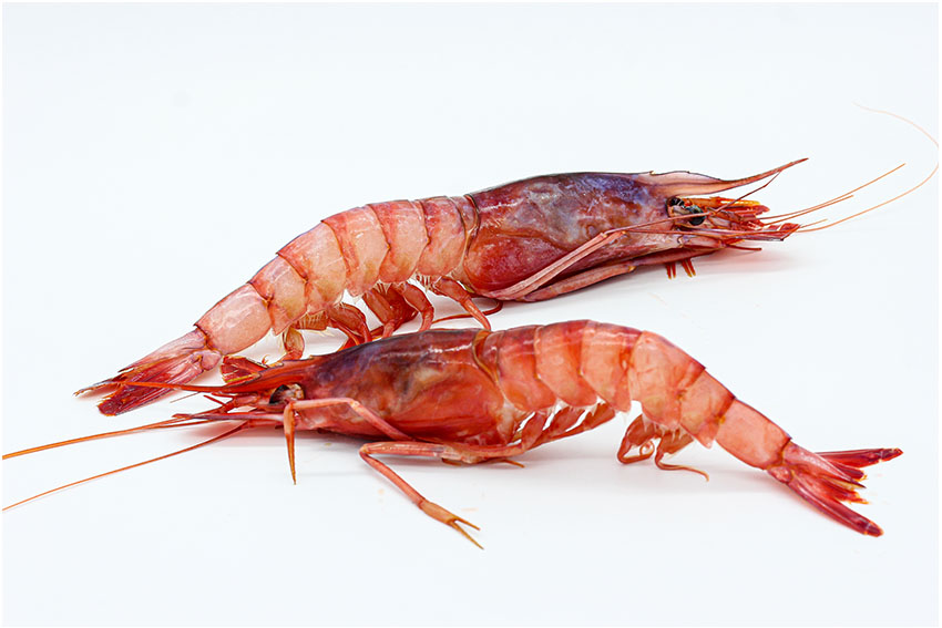 gamba roja